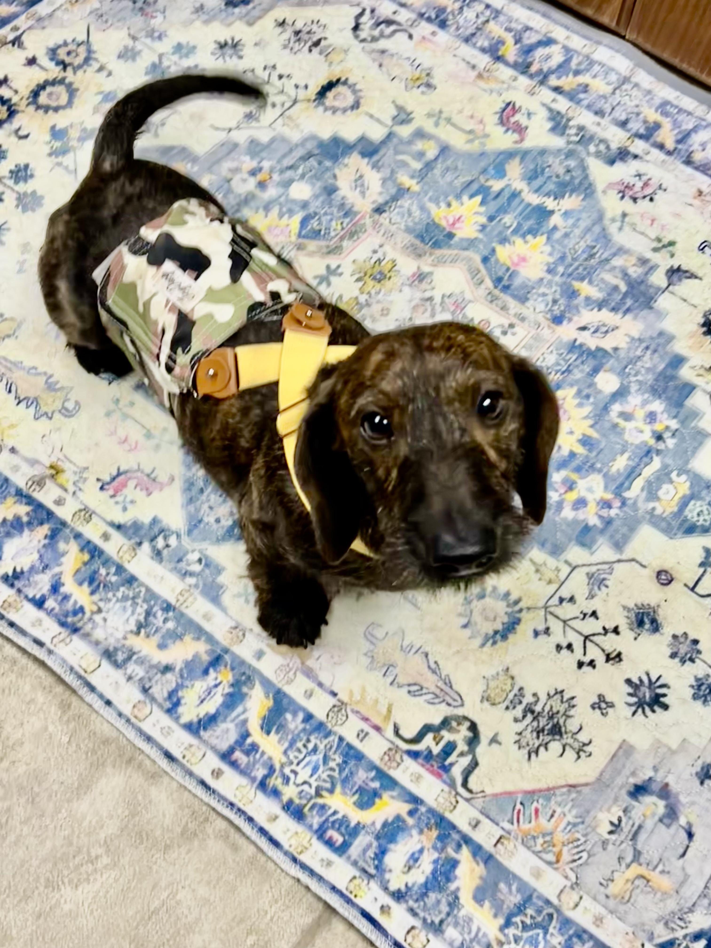 Cooper, Adoptable, Adult Male Wirehaired Dachshund.