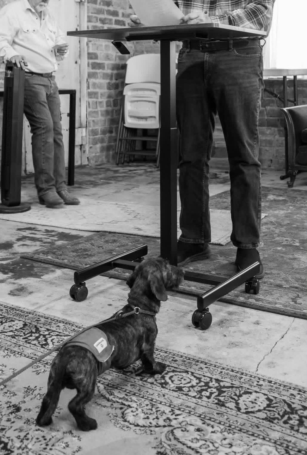 Enlarge Cooper, a Adoptable Wirehaired Dachshund in Chickasha, OK image 3/3