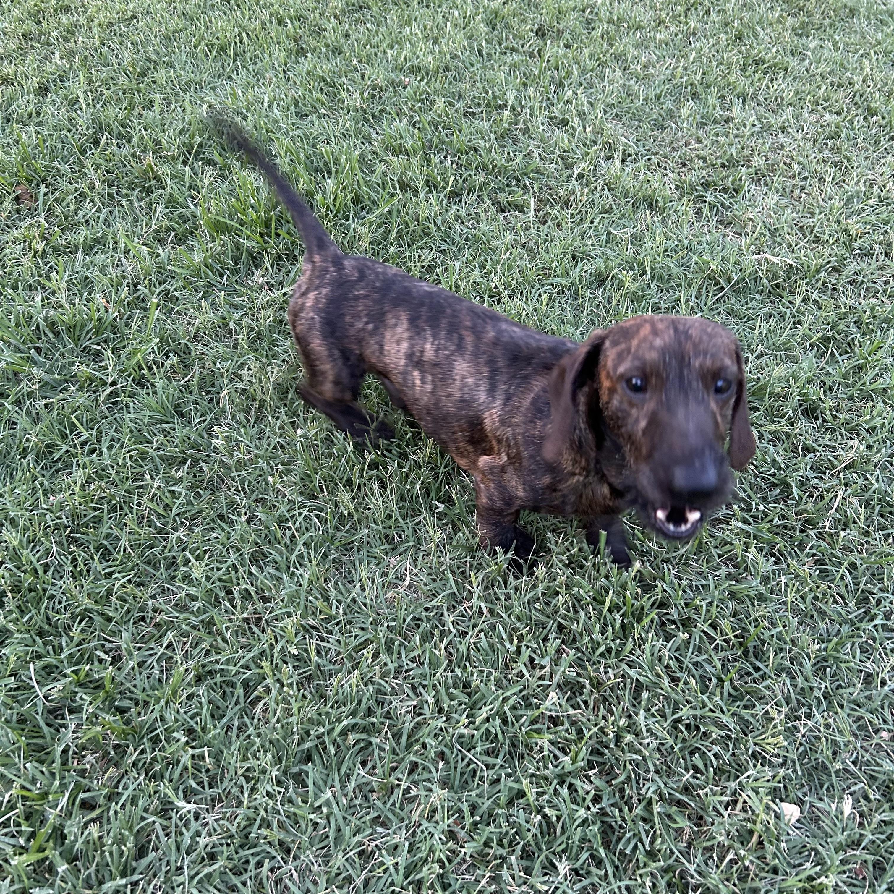 Enlarge Cooper, a Adoptable Wirehaired Dachshund in Chickasha, OK image 2/3