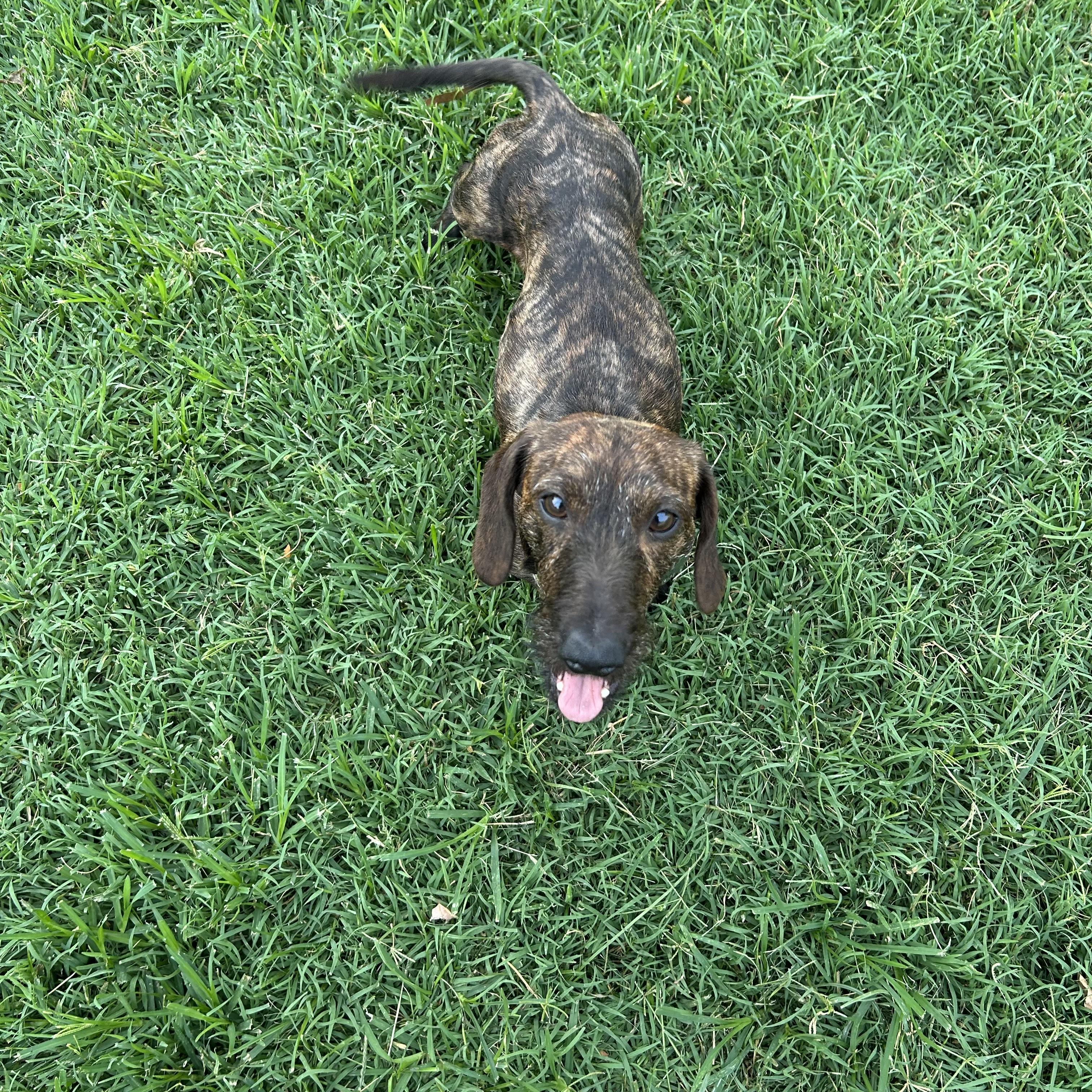 Cooper, Adoptable, Adult Male Wirehaired Dachshund.