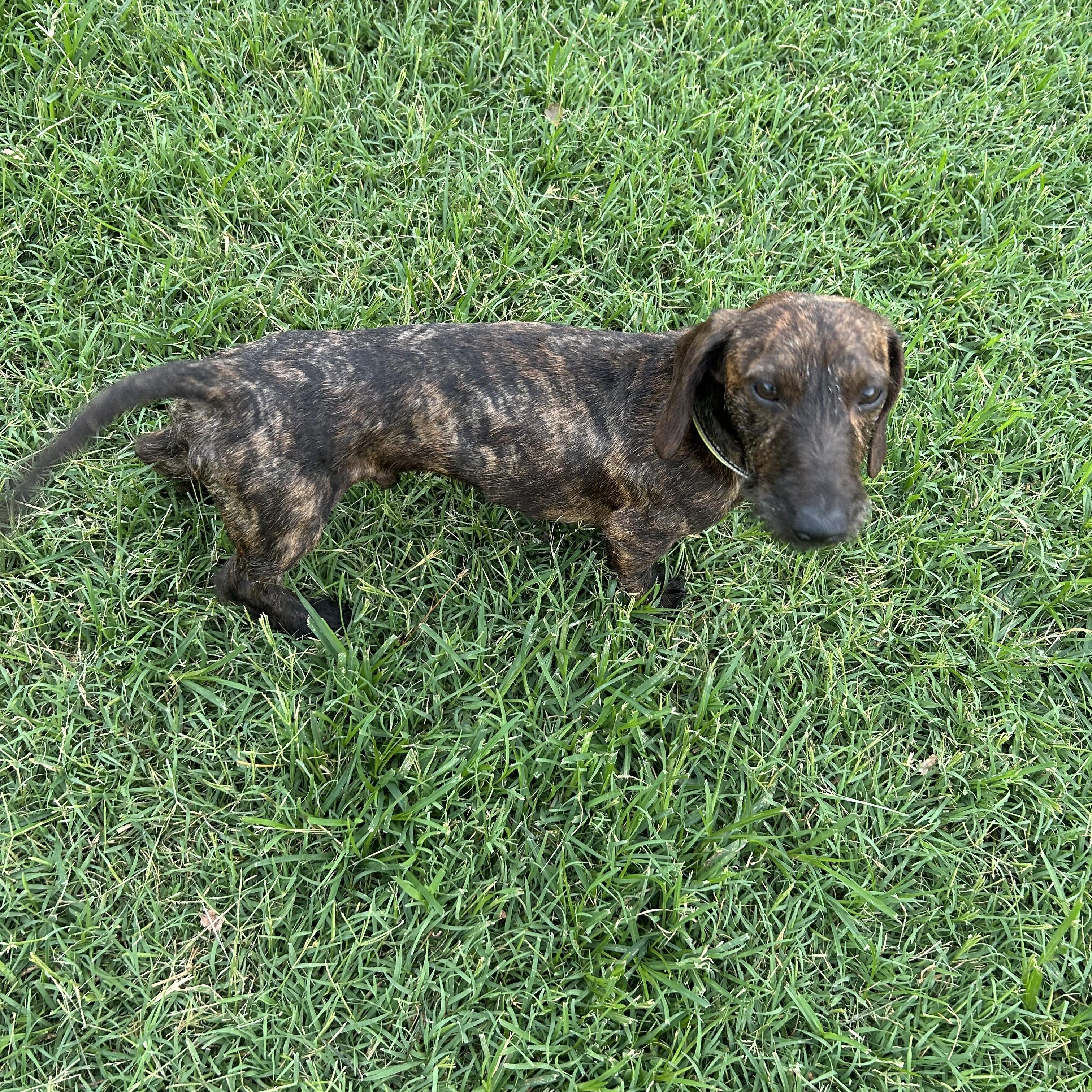 Enlarge Cooper, a Adoptable Wirehaired Dachshund in Chickasha, OK image 1/3