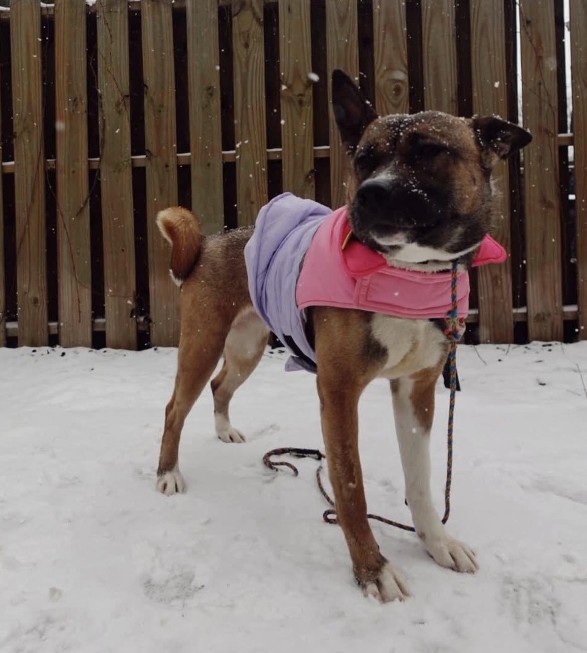 Enlarge Stoney, a ADOPTABLE mixed breed in Nashville, TN image 4/4