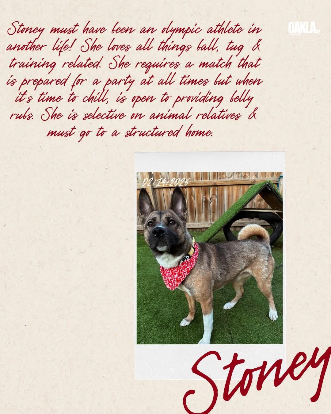 Enlarge Stoney, a ADOPTABLE mixed breed in Nashville, TN image 3/4