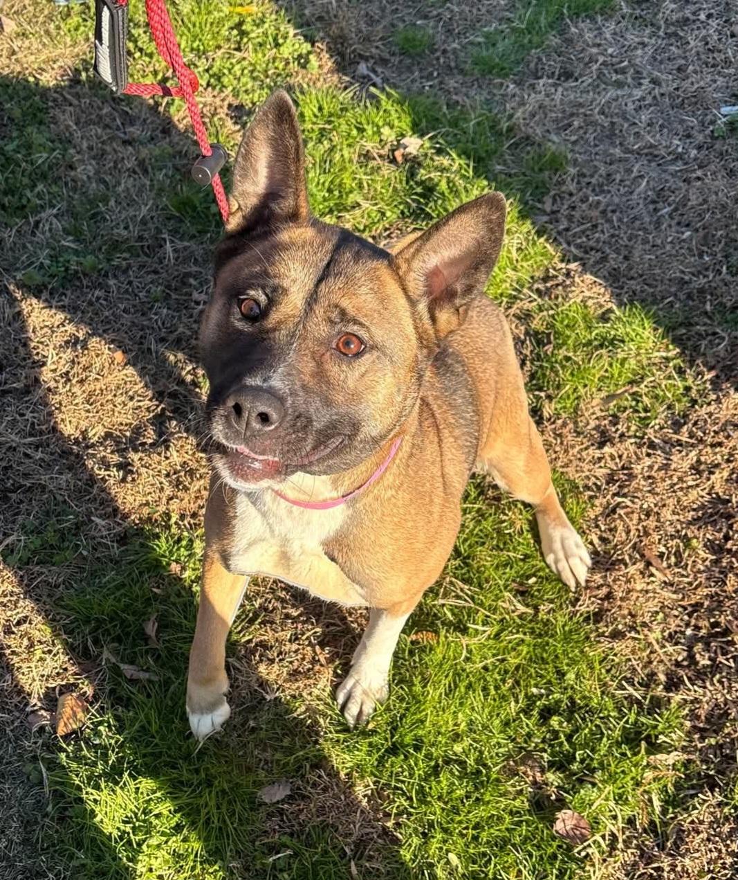 Enlarge Stoney, a ADOPTABLE mixed breed in Nashville, TN image 2/4