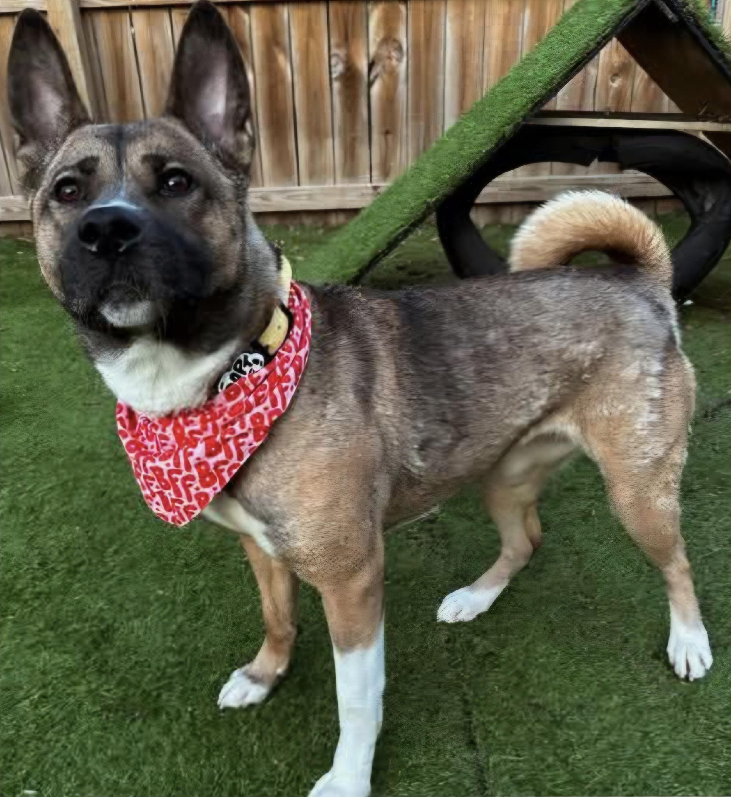 Stoney, ADOPTABLE, Adult Female Akita & German Shepherd Dog.