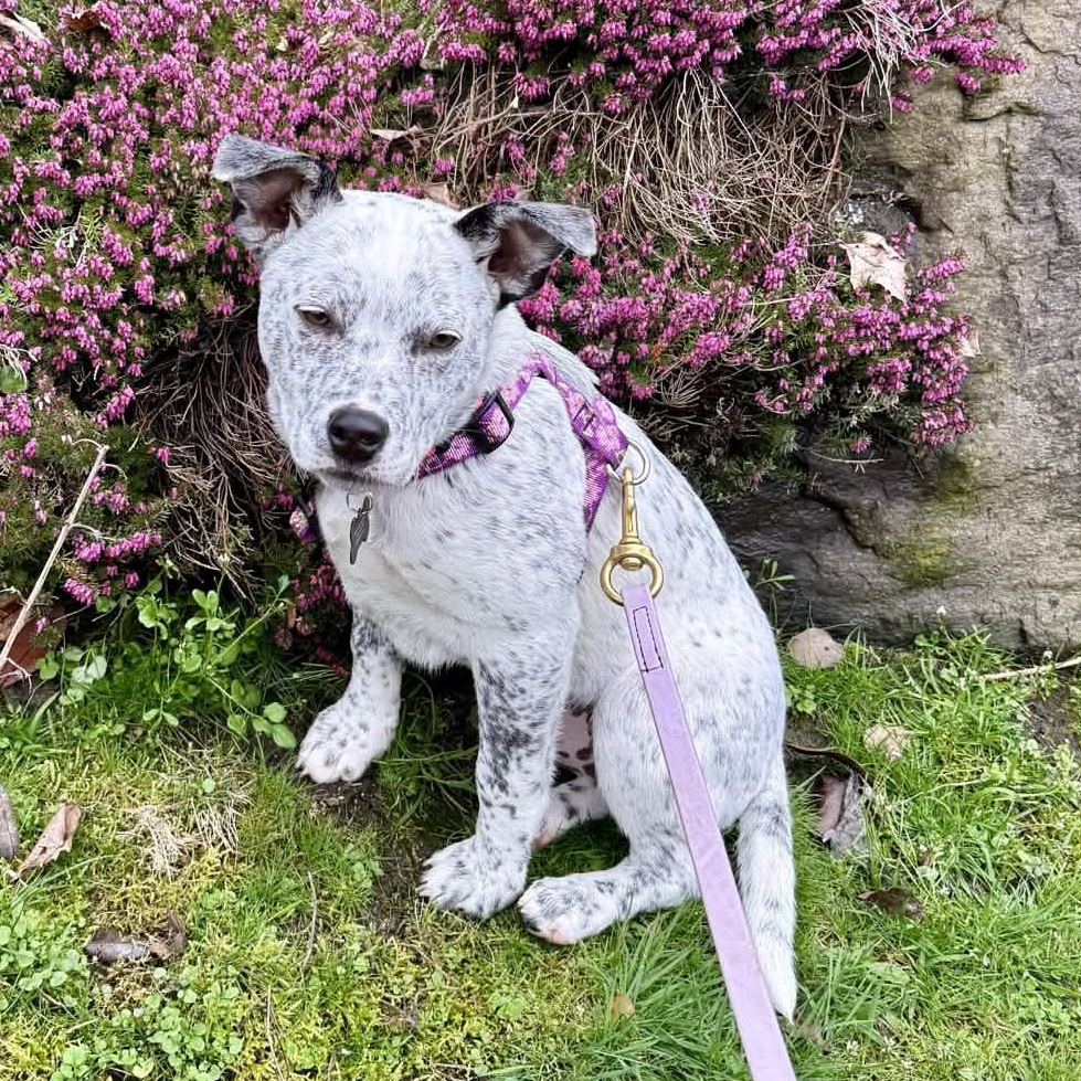 Enlarge Billie (King County, WA), an adopted mixed breed in Mount Vernon, WA image 5/6