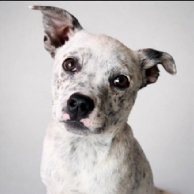 Billie (King County, WA), adopted, Puppy Female Australian Cattle Dog / Blue Heeler & Cattle Dog.