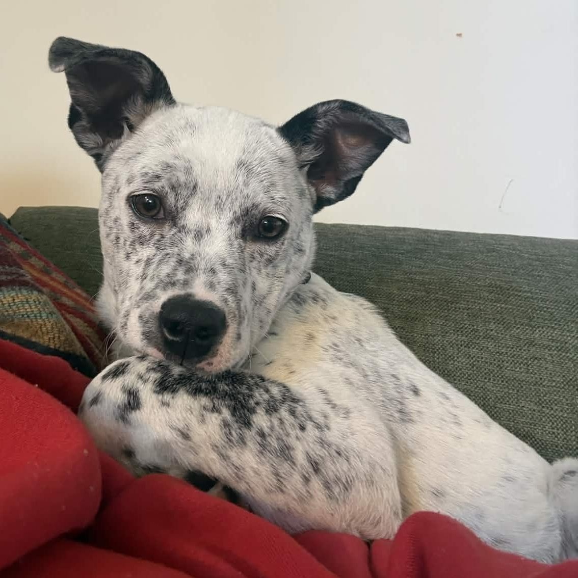 Enlarge Billie (King County, WA), an adopted mixed breed in Mount Vernon, WA image 4/6