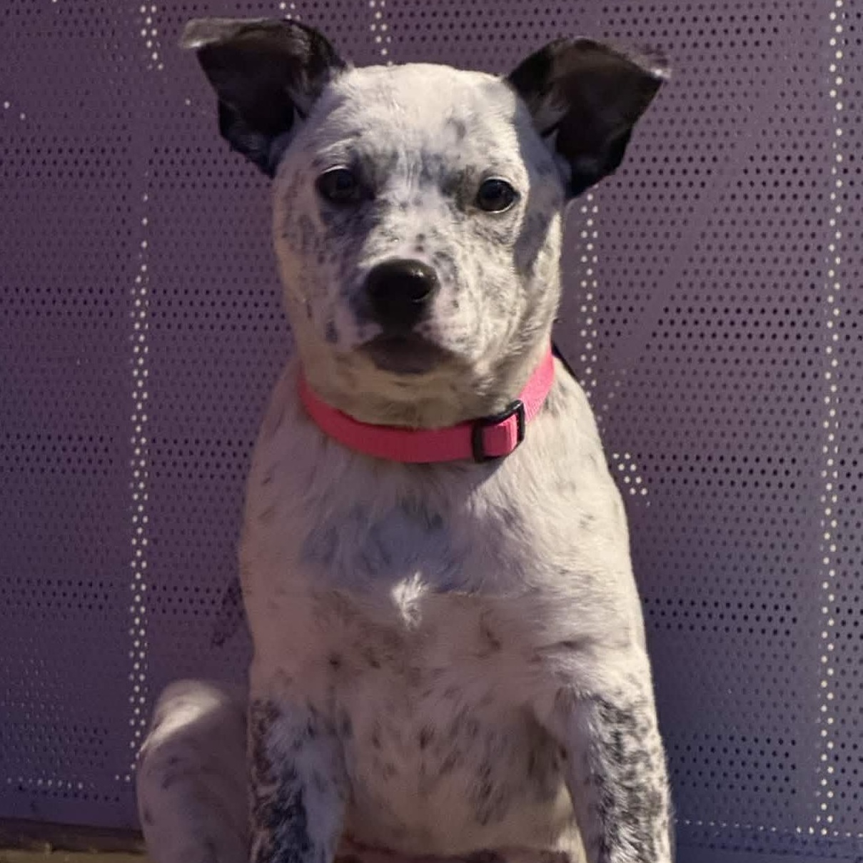 Enlarge Billie (King County, WA), an adopted mixed breed in Mount Vernon, WA image 3/6