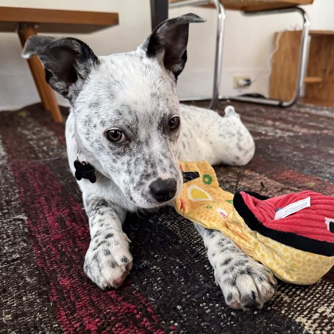 Enlarge Billie (King County, WA), an adopted mixed breed in Mount Vernon, WA image 2/6
