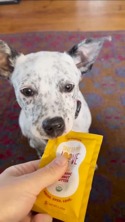 Enlarge Billie (King County, WA), an adopted mixed breed in Mount Vernon, WA video 6/6