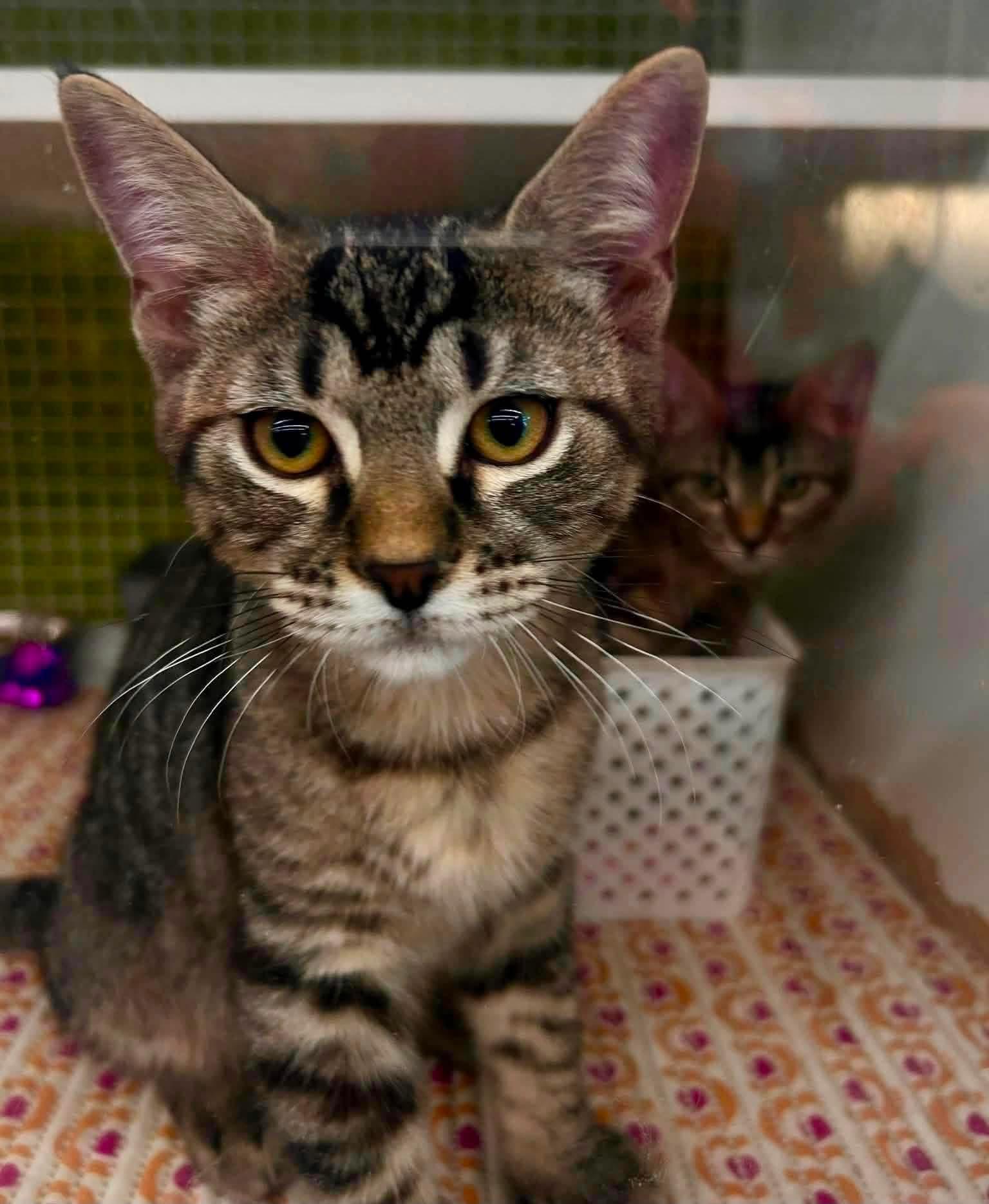 Enlarge Brody, a Adopted Domestic Short Hair in Sicklerville , NJ image 2/3