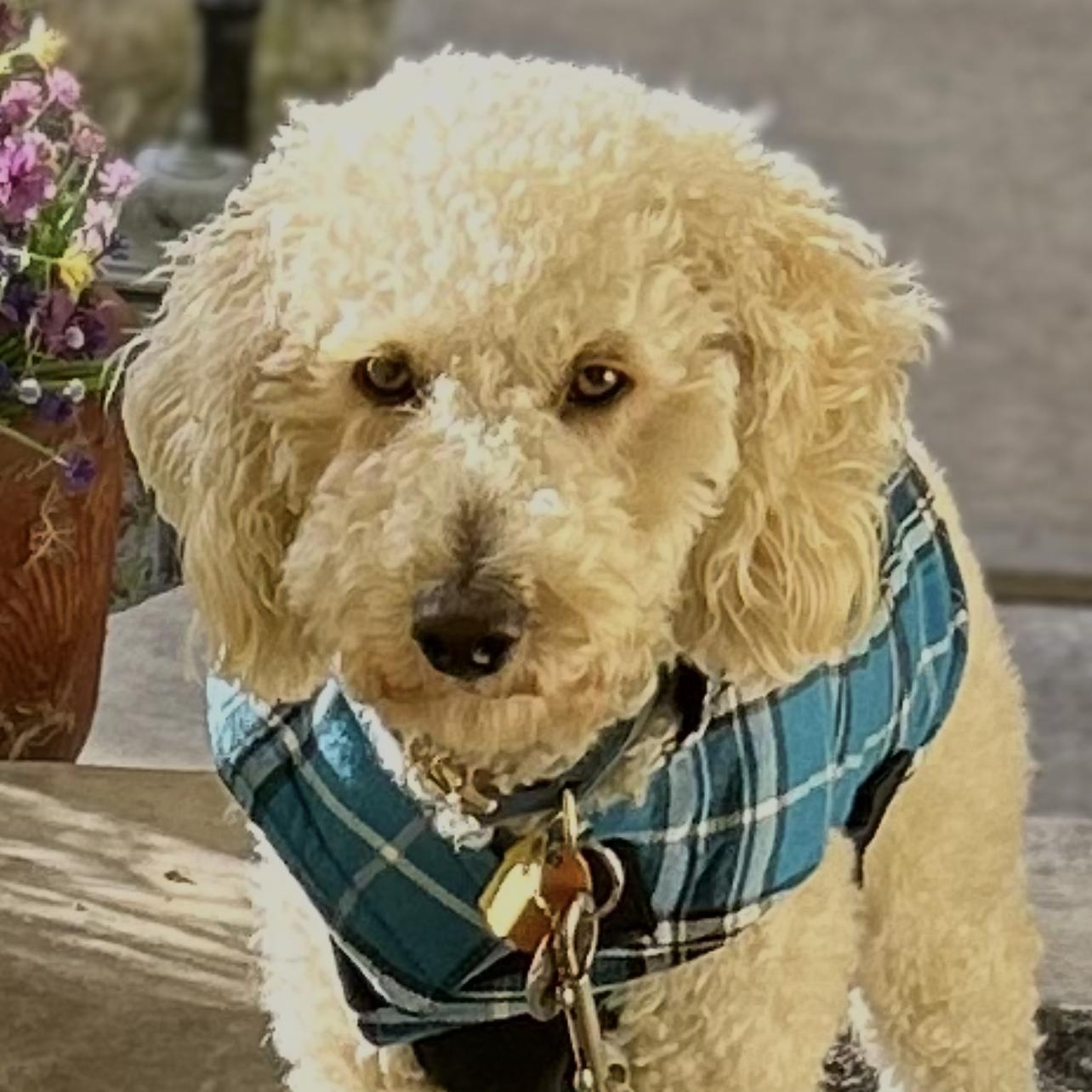 Enlarge Charlie, an adopted Labradoodle in Manteca, CA image 3/6