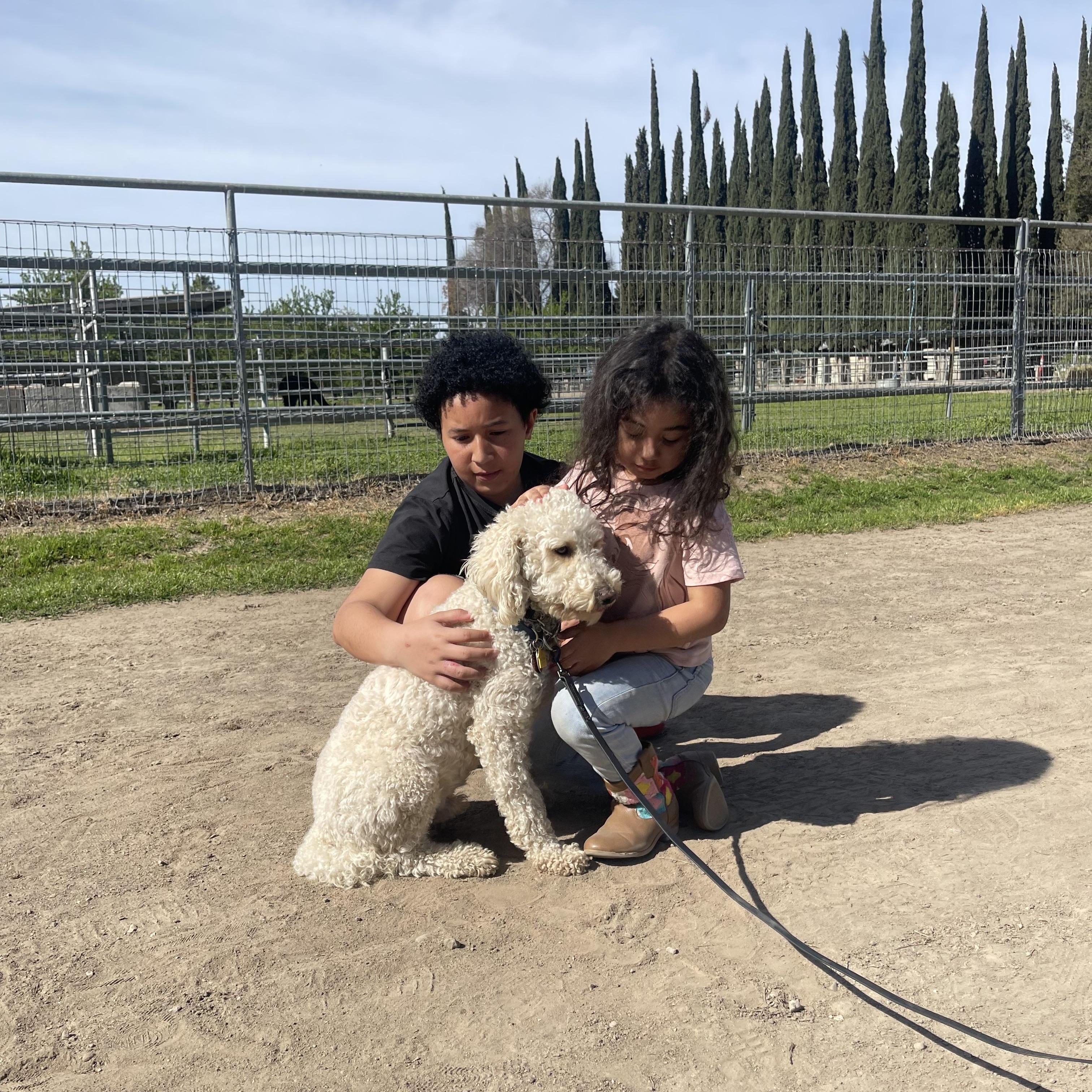 Enlarge Charlie, an adopted Labradoodle in Manteca, CA image 6/6