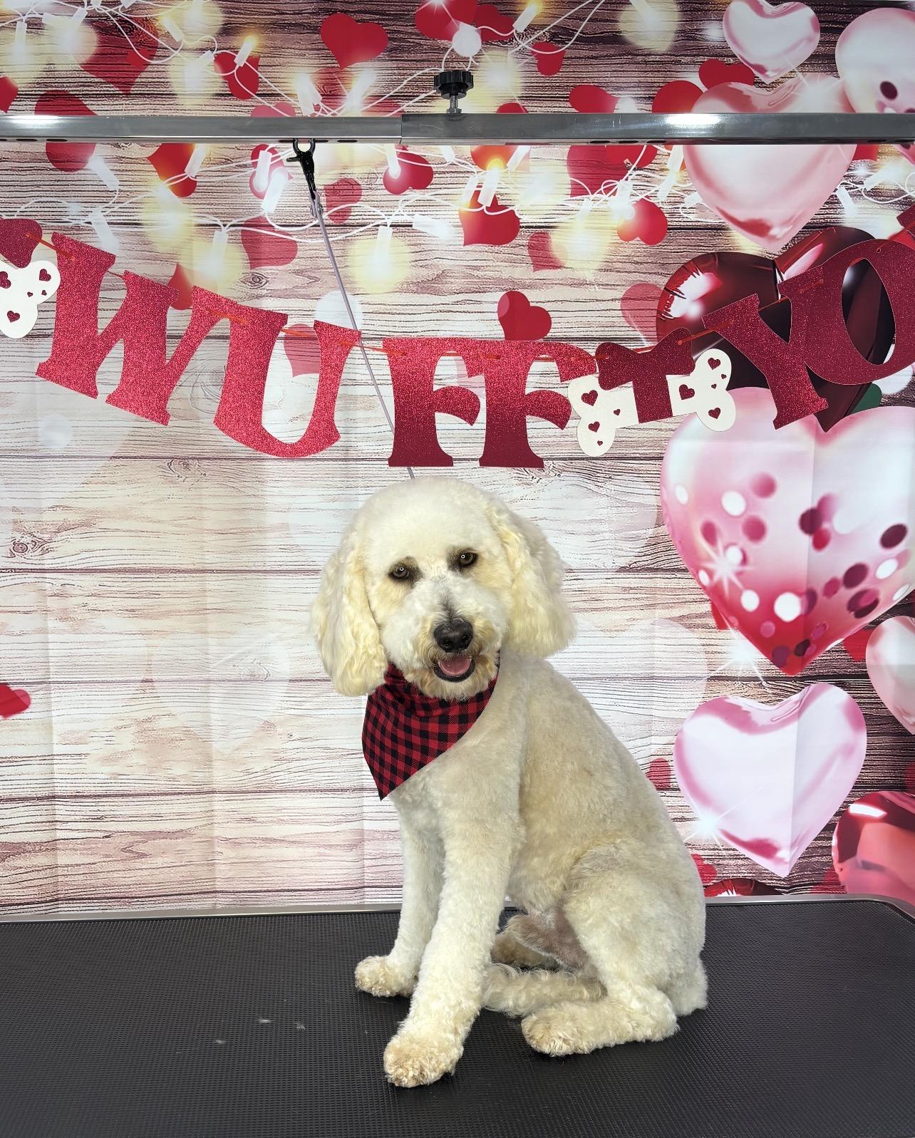 Enlarge Charlie, an adopted Labradoodle in Manteca, CA image 5/6