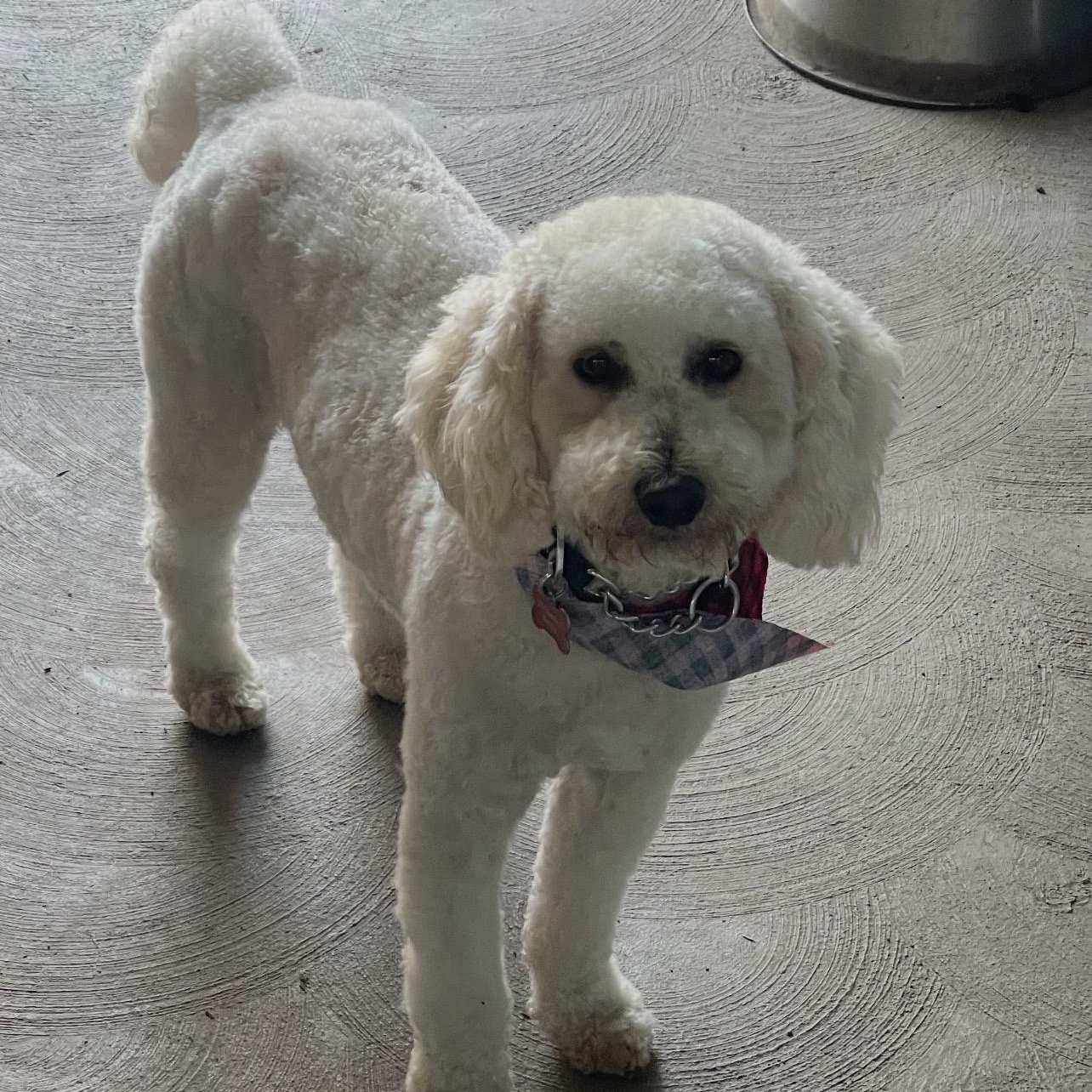 Enlarge Charlie, an adopted Labradoodle in Manteca, CA image 1/6