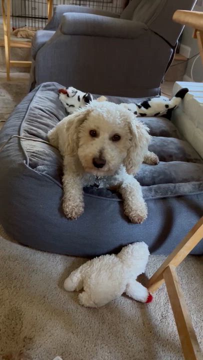 Enlarge Charlie, an adopted Labradoodle in Manteca, CA video 2/6