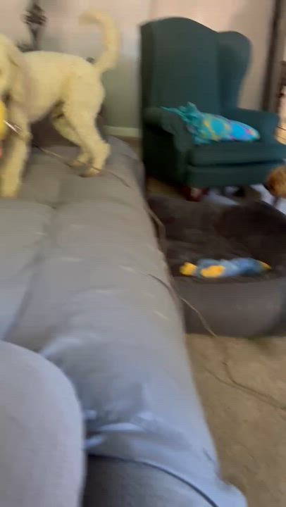 Enlarge Charlie, an adopted Labradoodle in Manteca, CA video 4/6