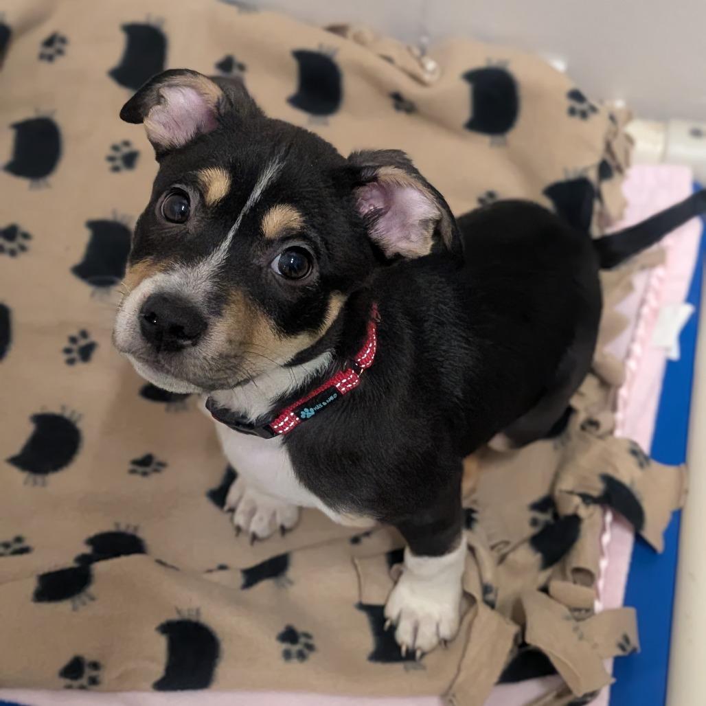 Link, Adoptable, Puppy Male Mixed Breed.