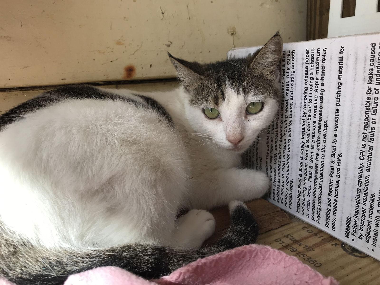 Remi, a Adoptable Domestic Short Hair in Pompano Beach, FL image 1/3