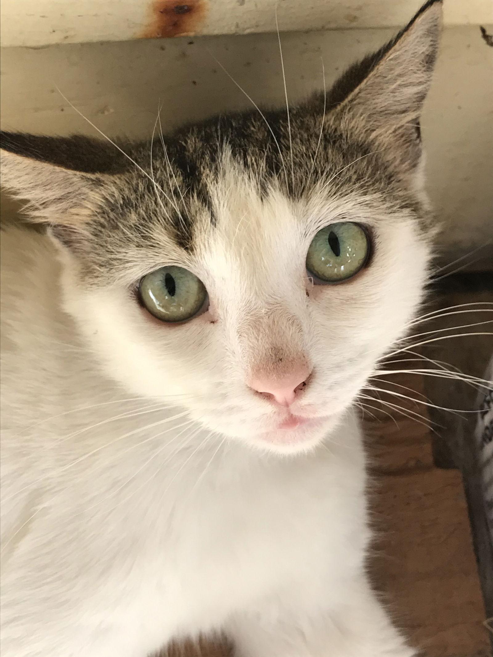 Remi, a Adoptable Domestic Short Hair in Pompano Beach, FL image 2/3