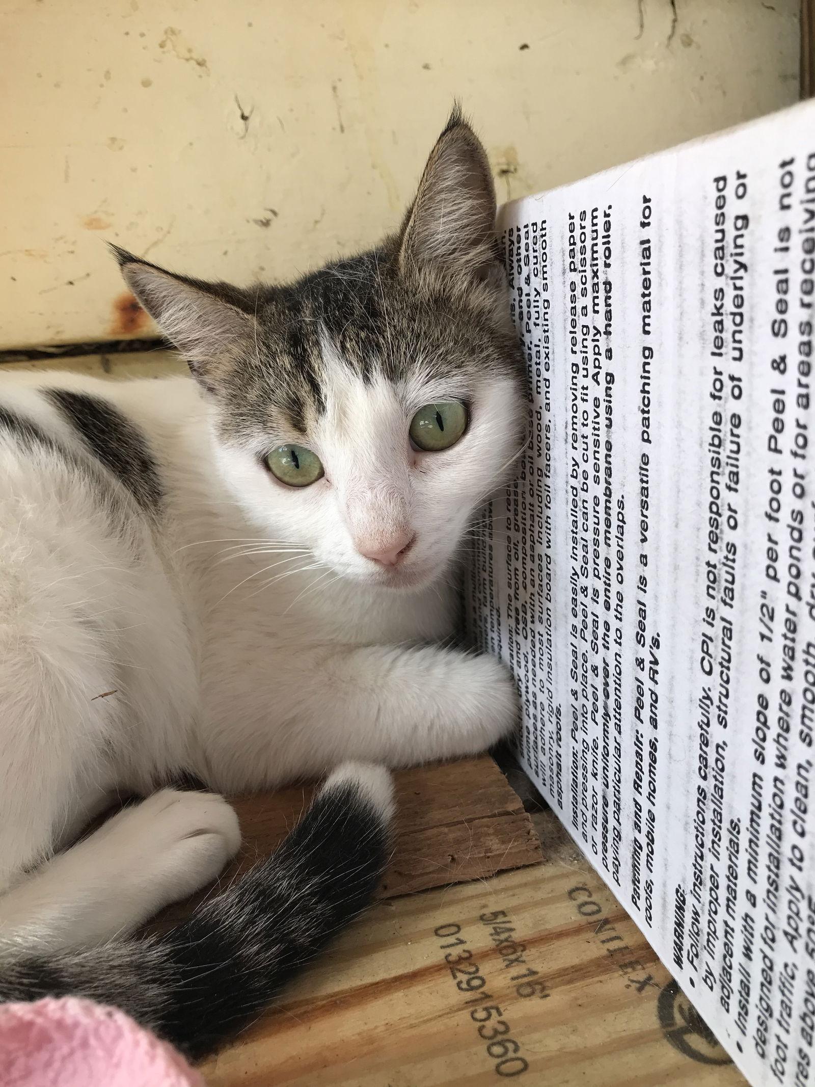 Remi, a Adoptable Domestic Short Hair in Pompano Beach, FL image 3/3