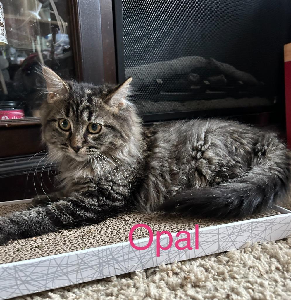 Enlarge Opal, a Adopted mixed breed in Owatonna, MN image 1/1