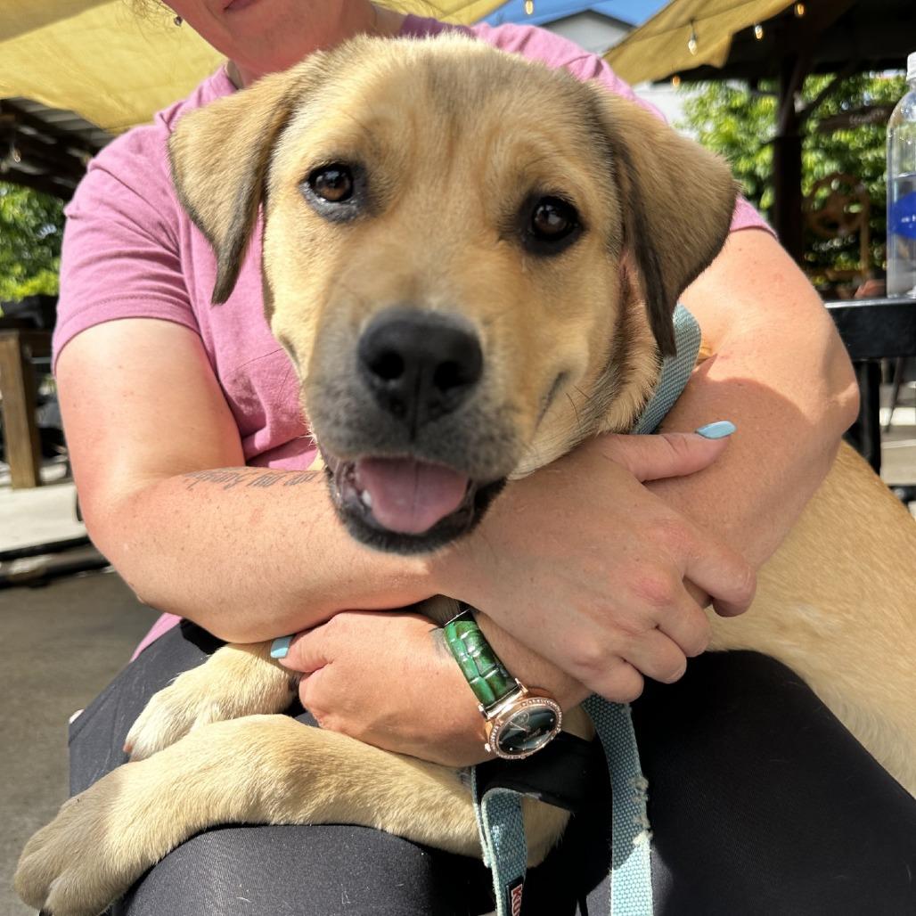 Alabama, Adoptable, Puppy Female Mixed Breed.