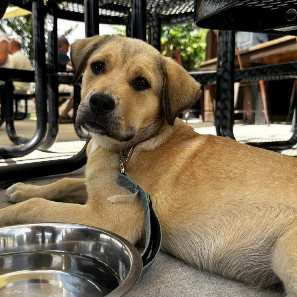 Alabama, a Adoptable Mixed Breed in Blue Ridge, GA image 2/6