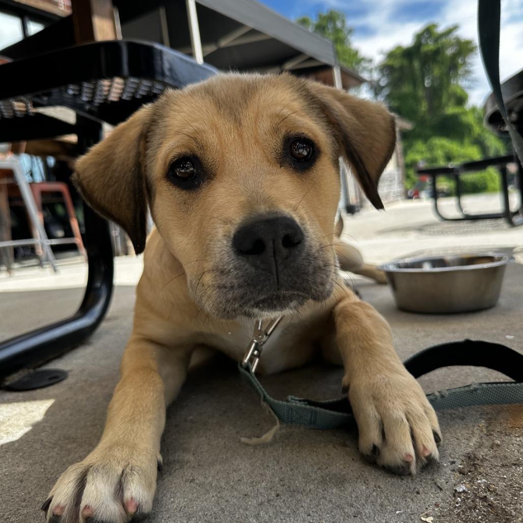 Alabama, a Adoptable Mixed Breed in Blue Ridge, GA image 3/6