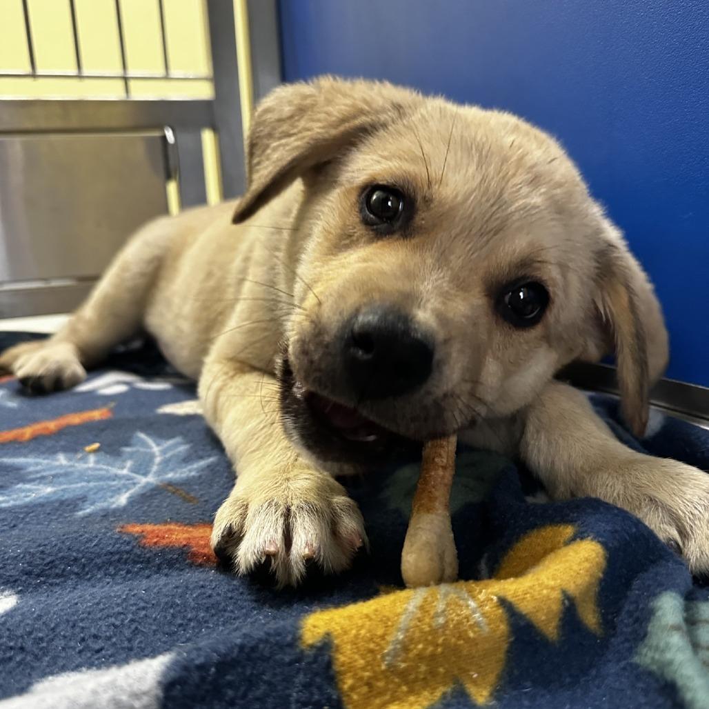 Alabama, a Adoptable Mixed Breed in Blue Ridge, GA image 4/6