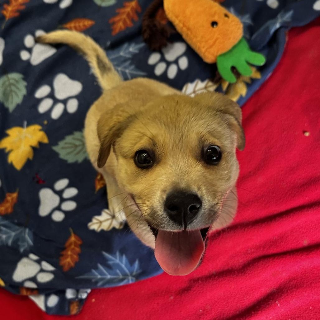 Alabama, a Adoptable Mixed Breed in Blue Ridge, GA image 5/6