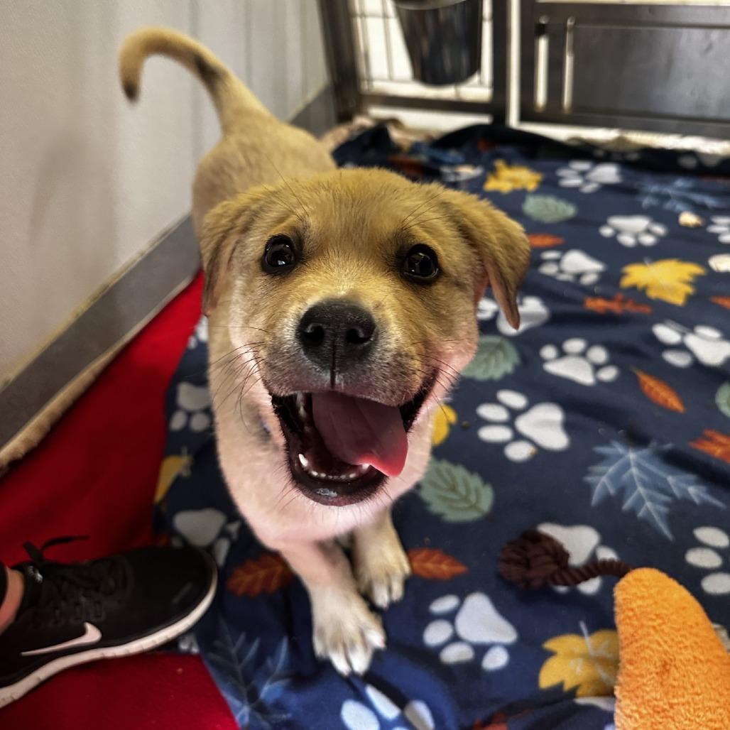 Alabama, a Adoptable Mixed Breed in Blue Ridge, GA image 6/6