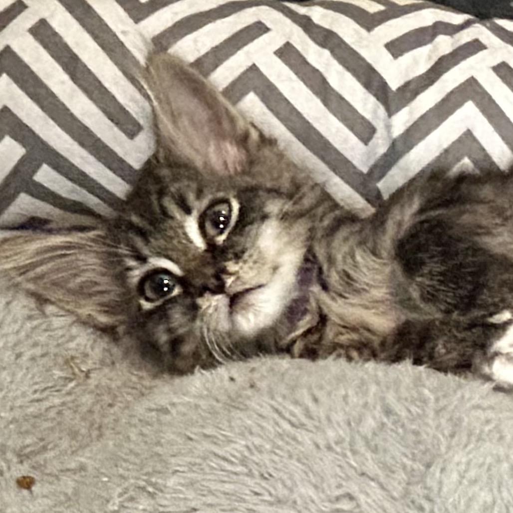 Shera - Hope Purple collar, Adoptable, Kitten Female Domestic Medium Hair.
