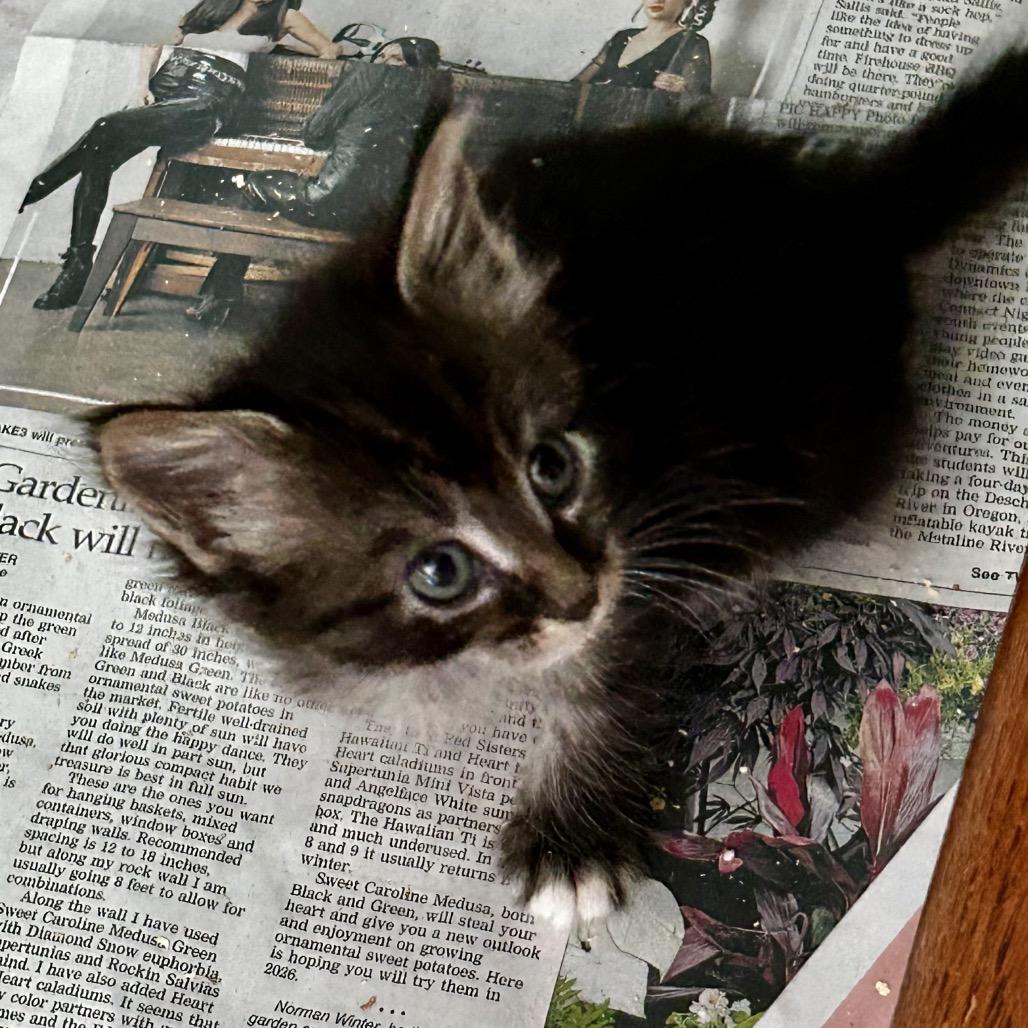 Enlarge Shera - Hope Purple collar, a Adoptable Domestic Medium Hair in Othello, WA image 3/3