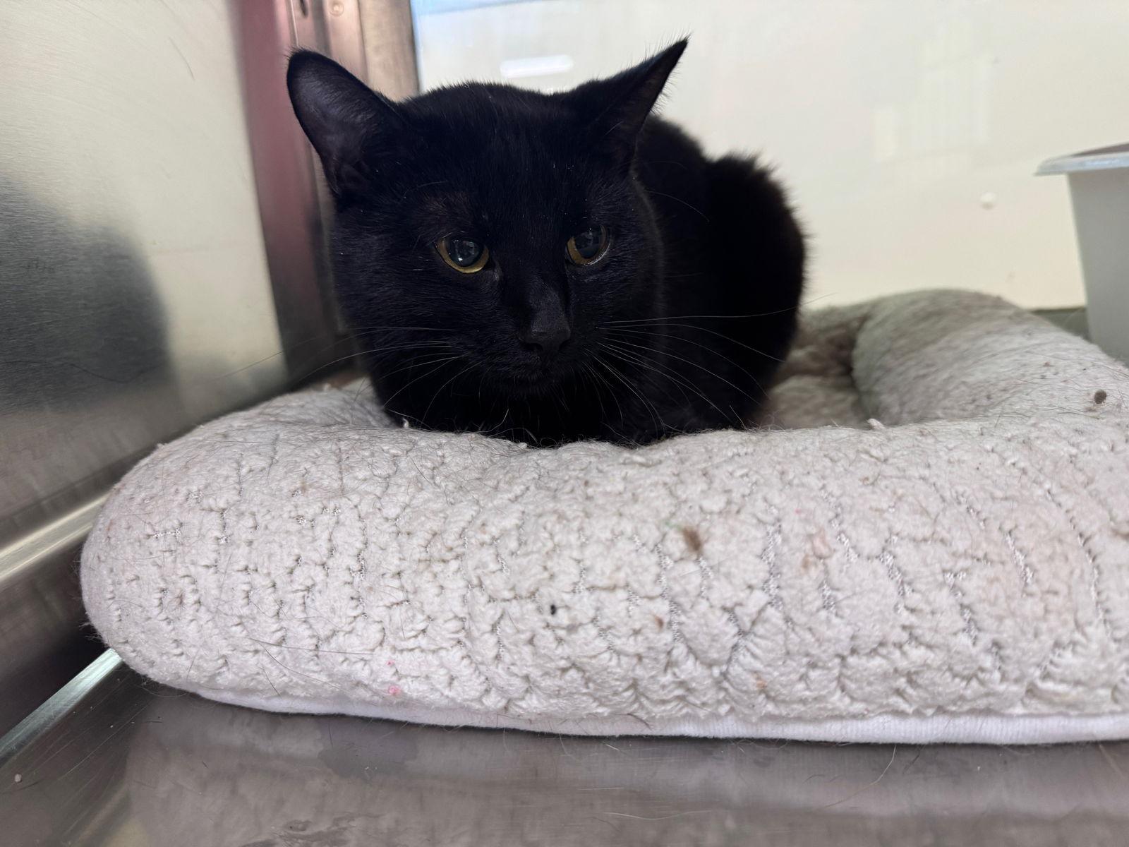 Rex, a Adopted Domestic Short Hair in Austin, MN image 1/3