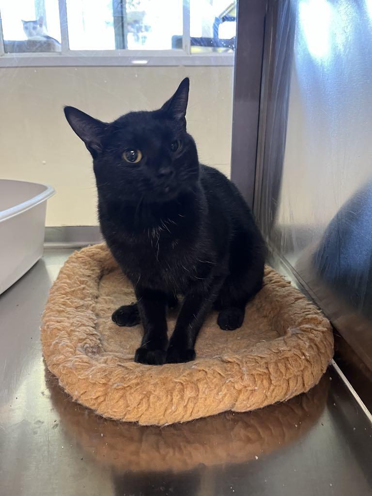 Rex, a Adopted Domestic Short Hair in Austin, MN image 2/3