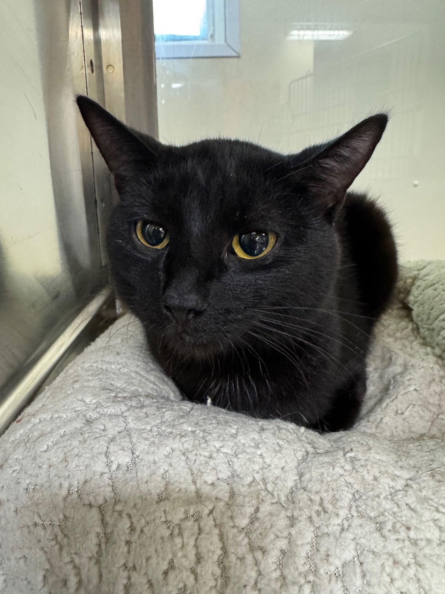 Rex, a Adopted Domestic Short Hair in Austin, MN image 3/3