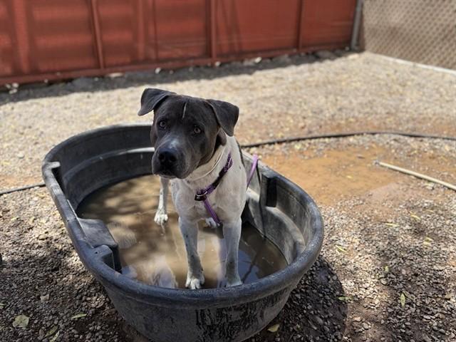 ALFREDO, Adoptable, Young Male Pit Bull Terrier & Mixed Breed.