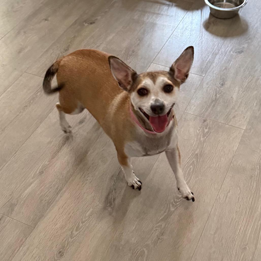 Sadie, Adoptable, Senior Female Mixed Breed.