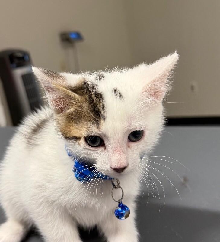 Marshall, Adoptable, Young Male Domestic Short Hair.