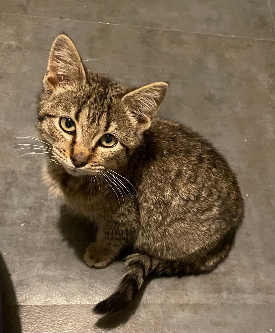 Rebecca, an adoptable Domestic Short Hair in Watonga, OK_image-1