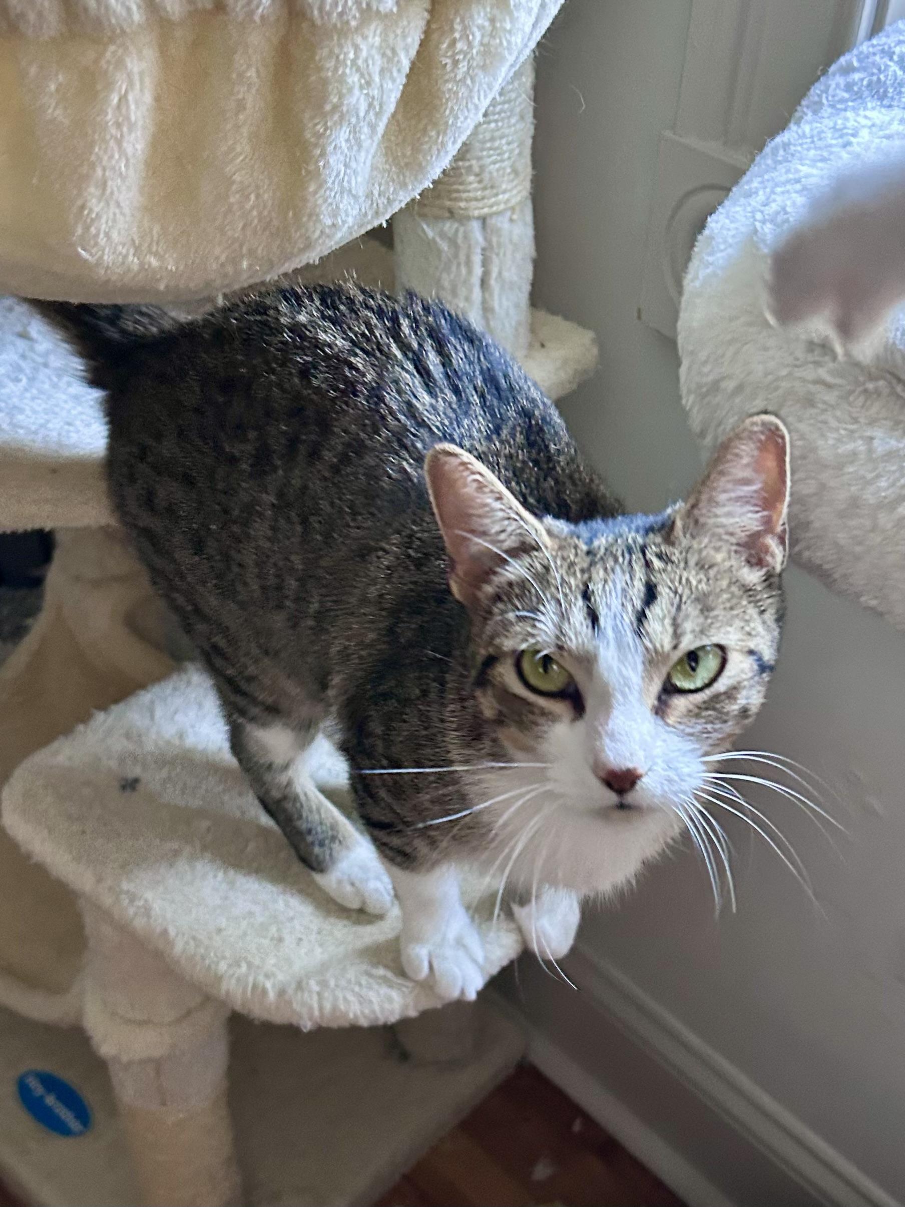 Nature, Adoptable, Young Female Domestic Short Hair.