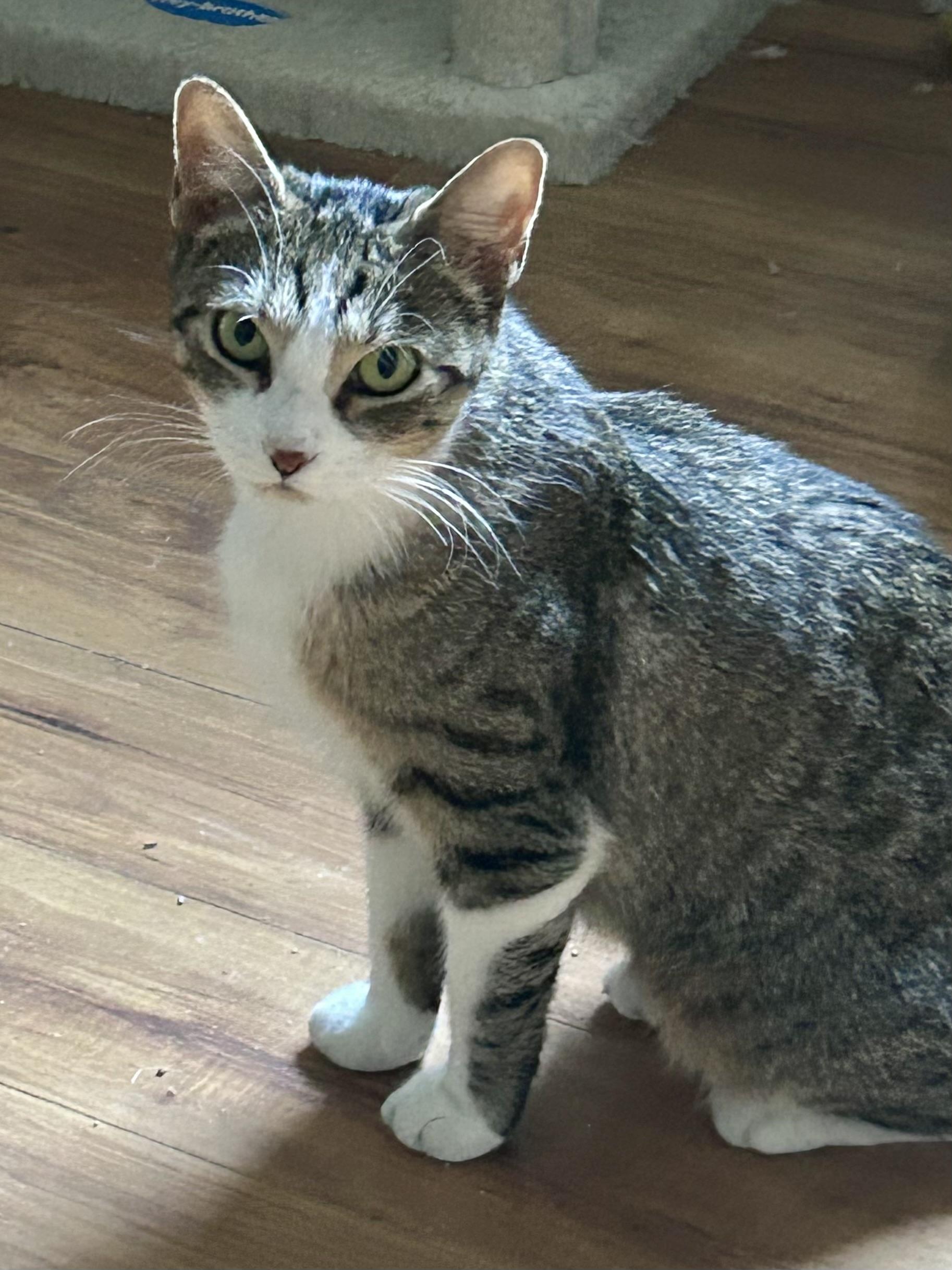 Enlarge Nature, a Adoptable Domestic Short Hair in Andover, CT image 5/6