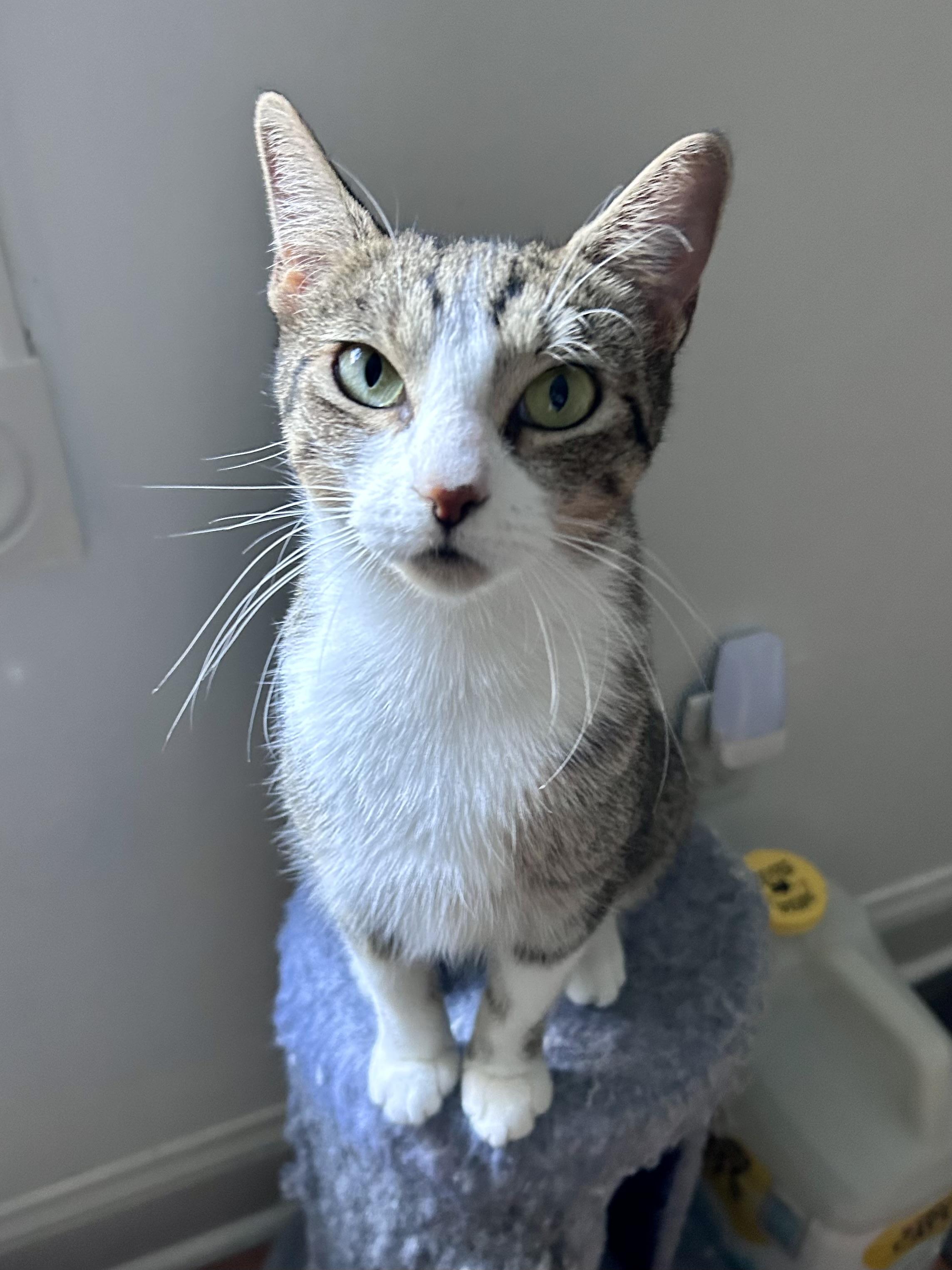 Enlarge Nature, a Adoptable Domestic Short Hair in Andover, CT image 6/6