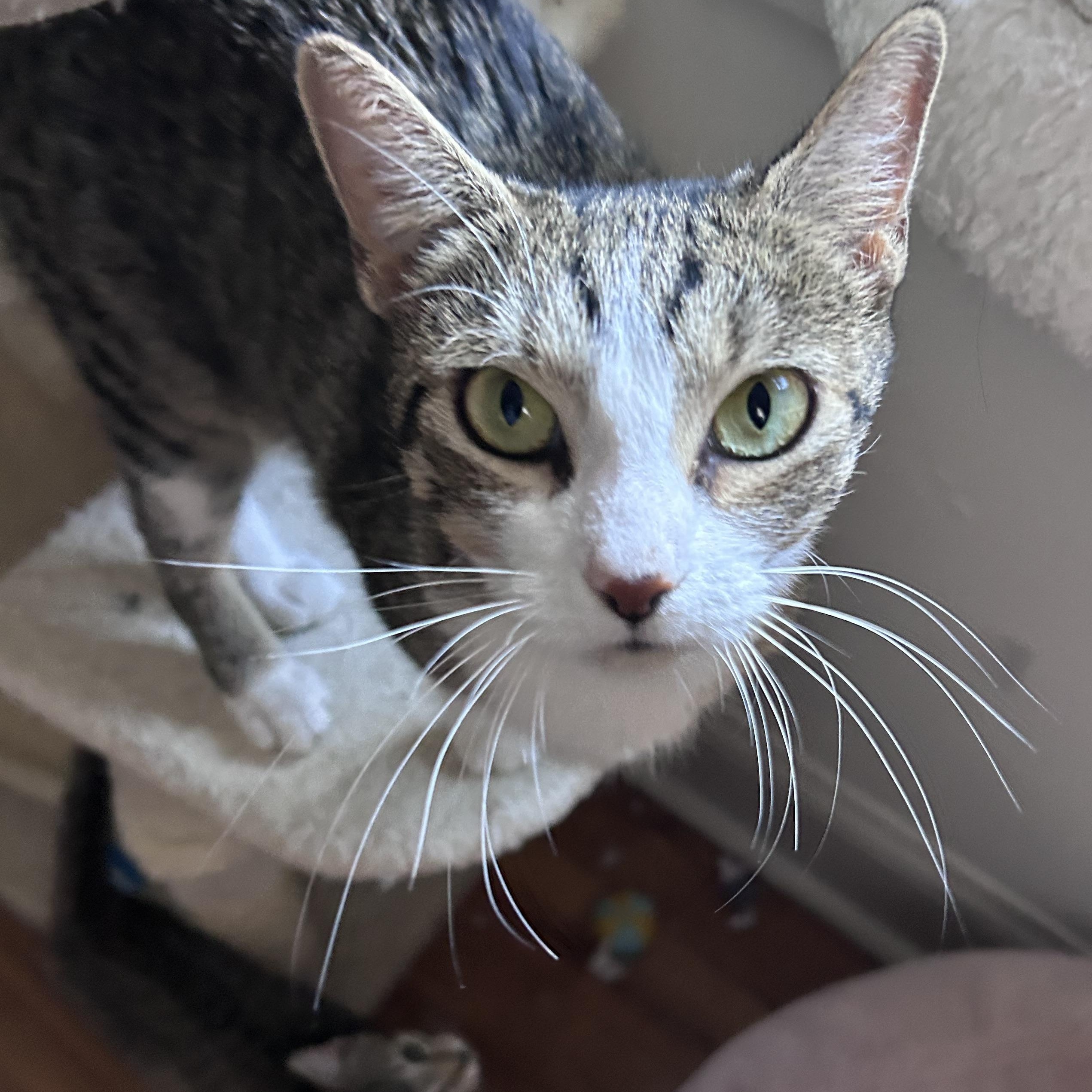Enlarge Nature, a Adoptable Domestic Short Hair in Andover, CT image 3/6