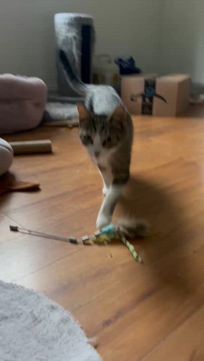 Enlarge Nature, a Adoptable Domestic Short Hair in Andover, CT video 4/6