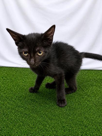 Argos, Adoptable, Kitten Male Domestic Short Hair.
