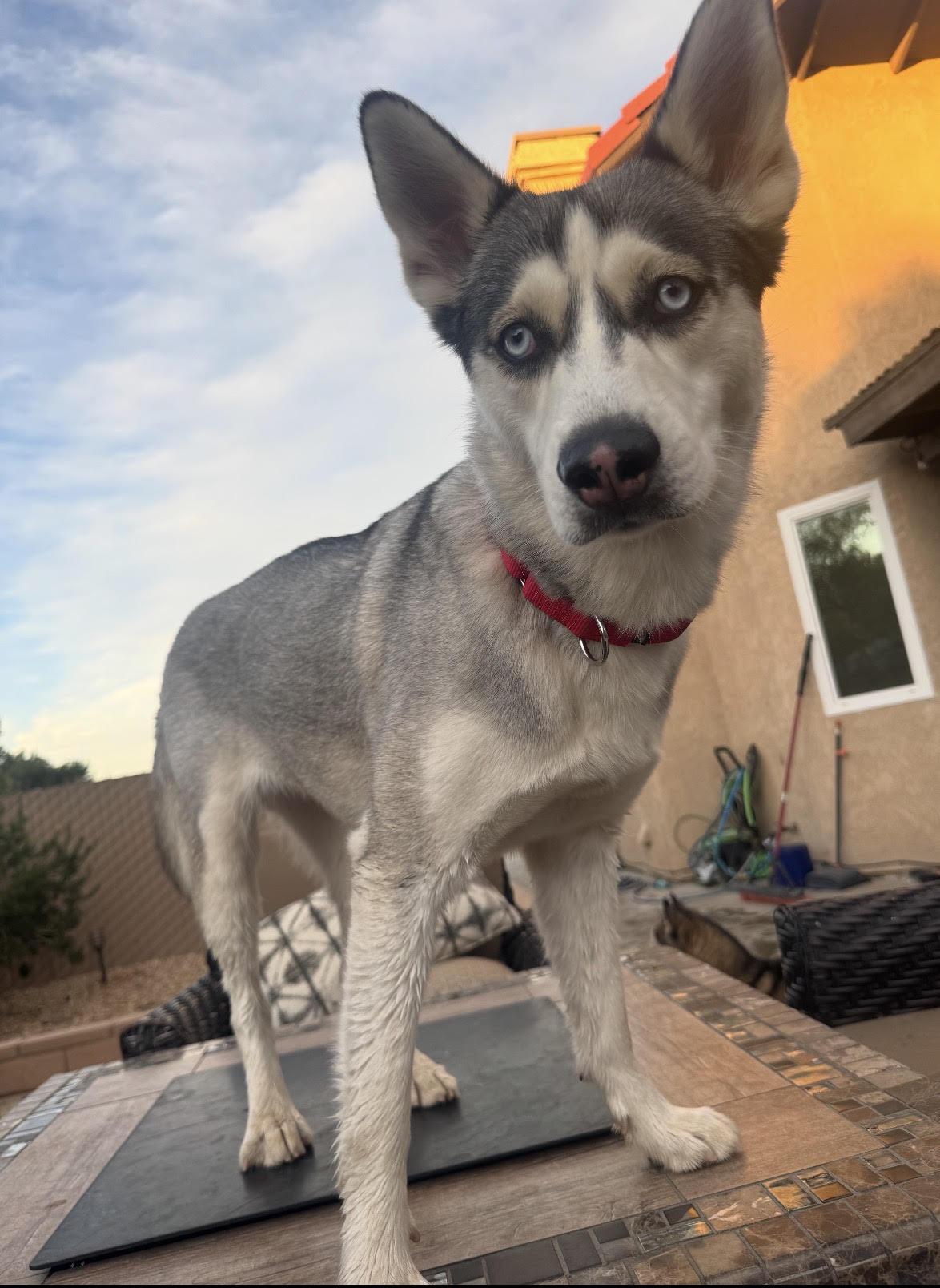 Sugar, an adopted mixed breed in Tarzana, CA image 1/5