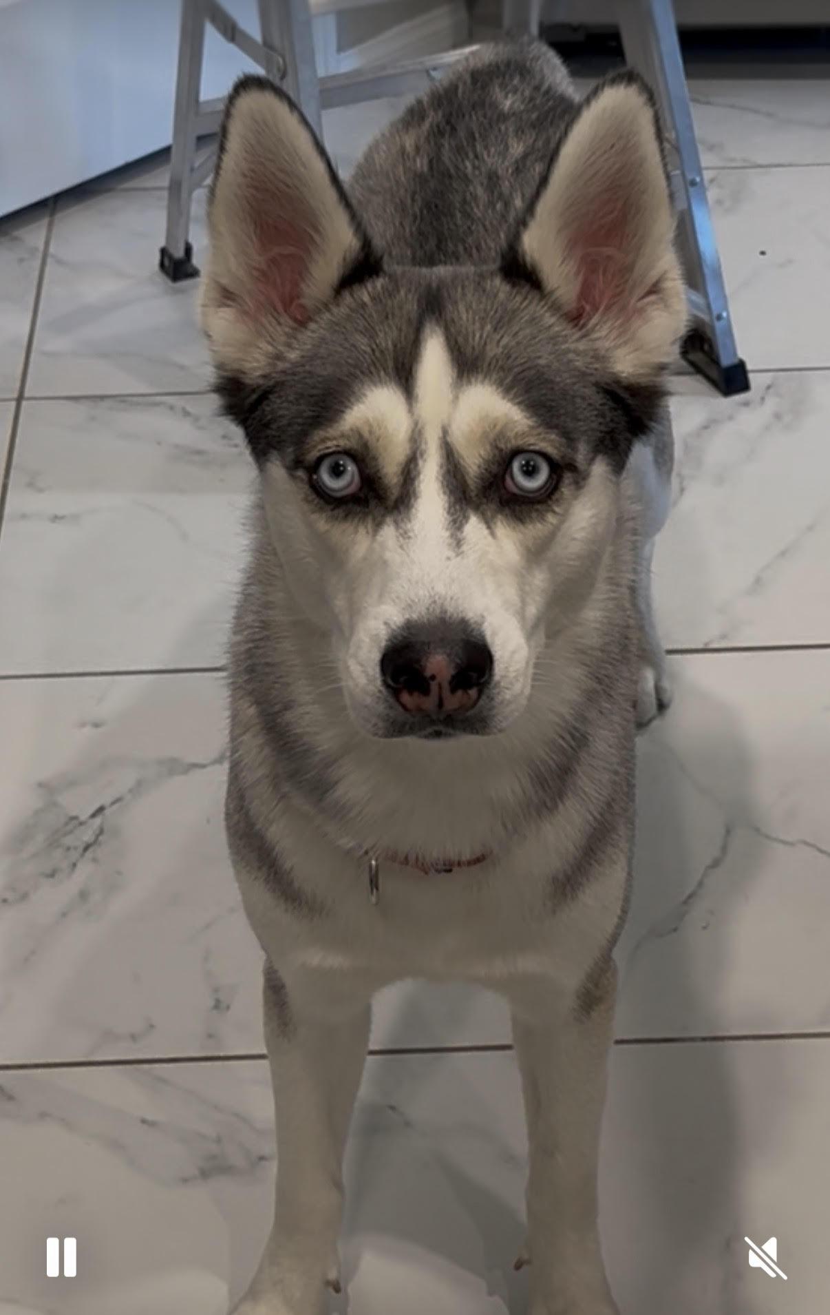 Sugar, an adopted mixed breed in Tarzana, CA image 3/5